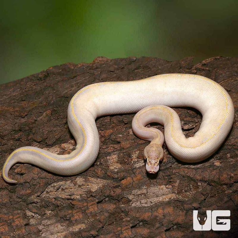 2018 Lavender Albino Spider Ball Python For Sale