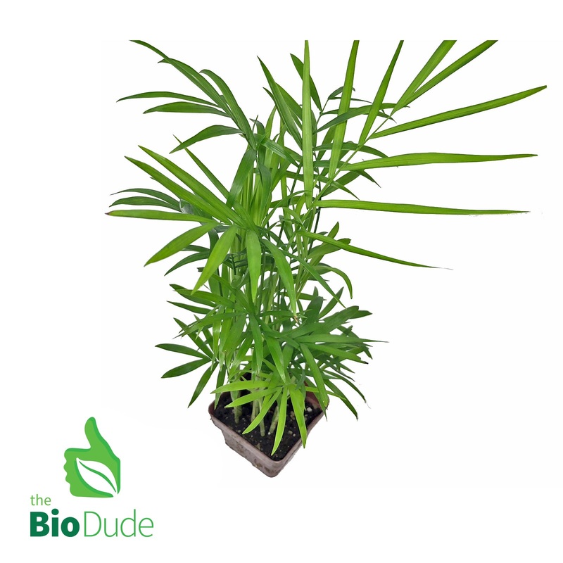 4″ Pot Neanthe Bella Palm