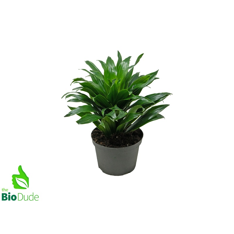 6″ Pot Dracaena JC Compacta