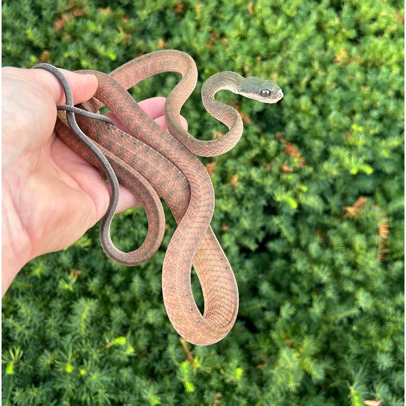 Adult Black Headed Cat Snake (Female 1)