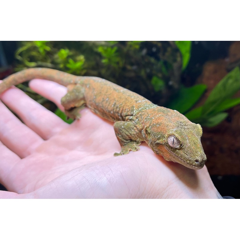 Adult Pine Island Chahoua Gecko (Male)