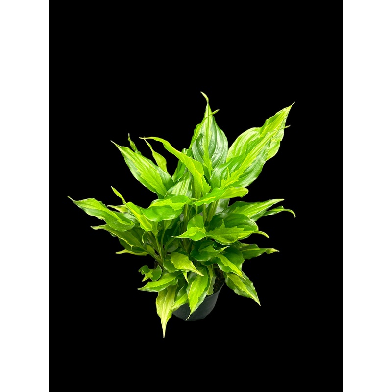 Aglaonema Spathonema 6″ pot