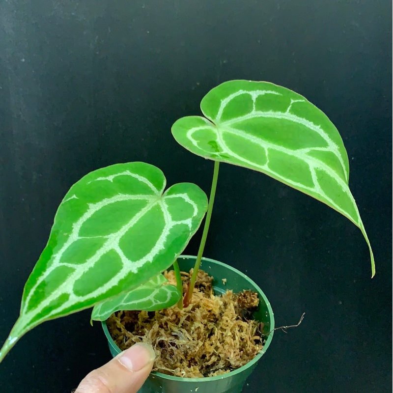 Anthurium crystallinum Small