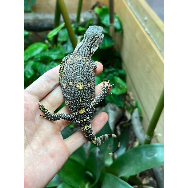 Baby Black Throat Monitor (2)
