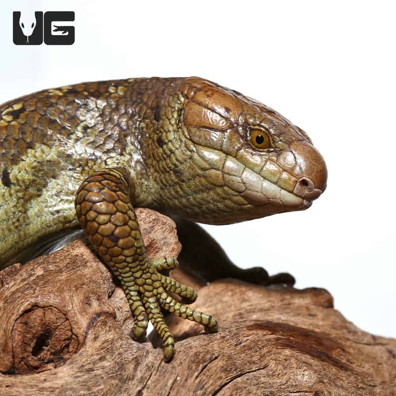 Baby Monkey Tailed Skinks For Sale