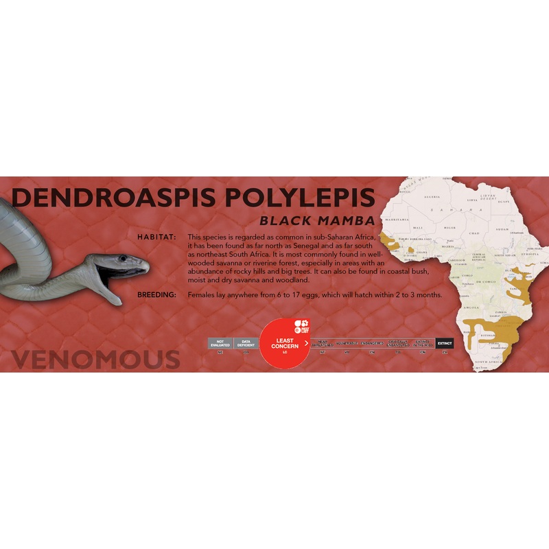Black Mamba (Dendroaspis polylepis) Classic Vivarium Label Original