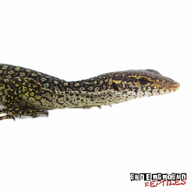 Blue Spotted Timor Monitor For Sale
