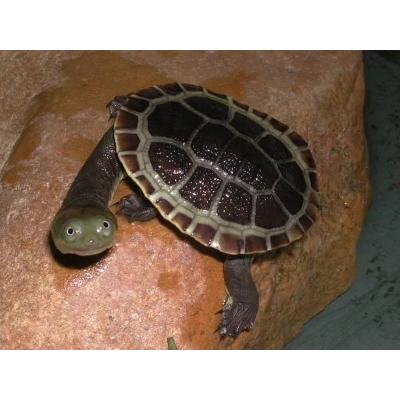 Broad Shelled Turtle