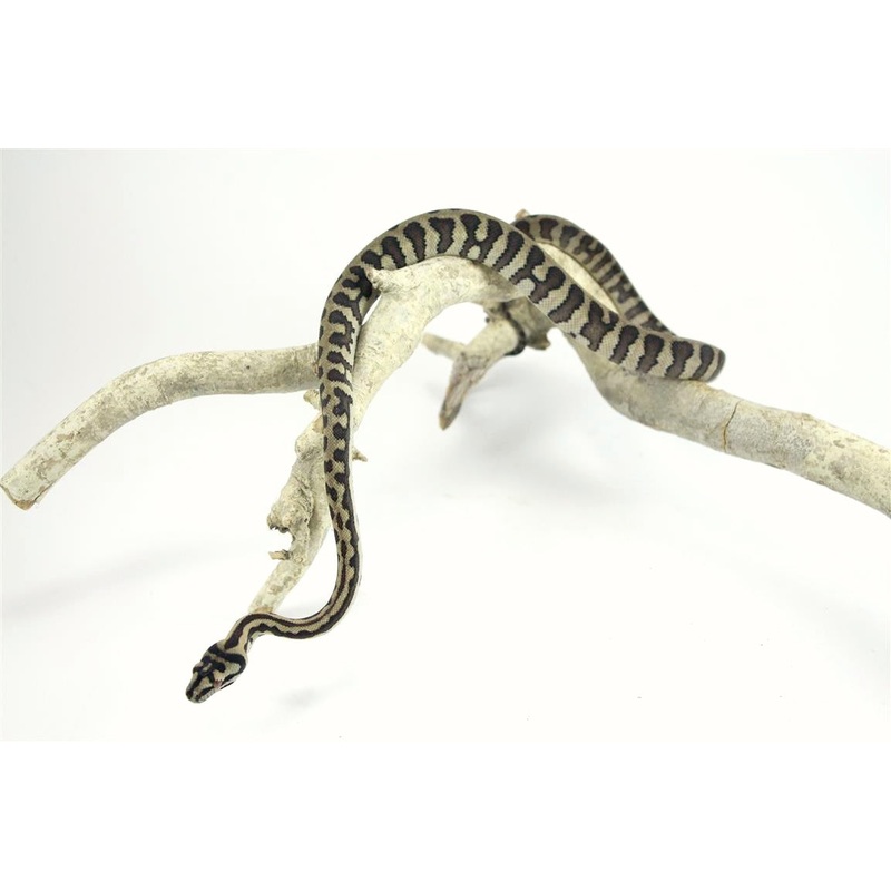 Coastal Carpet Python – Super Jaguar