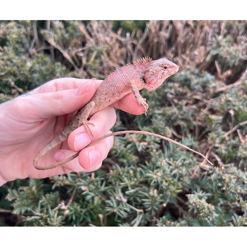 Crested Forest Lizard