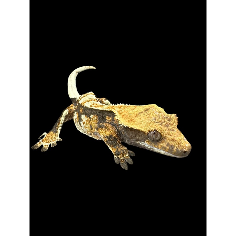 Crested Geckos (Assorted Morphs) Unsexed “Select Quality”