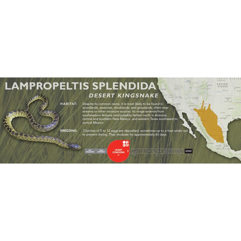 Desert Kingsnake (Lampropeltis splendida) Classic Vivarium Label