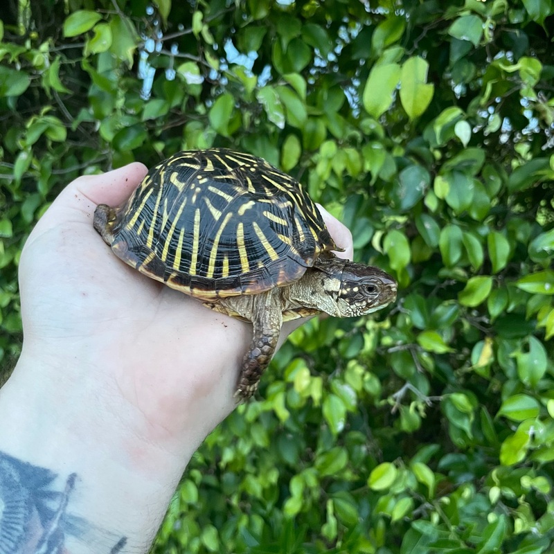 Desert Ornate Box Turtle Male