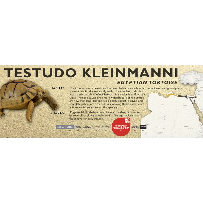 Egyptian Tortoise (Testudo kleinmanni) – Classic Vivarium Label