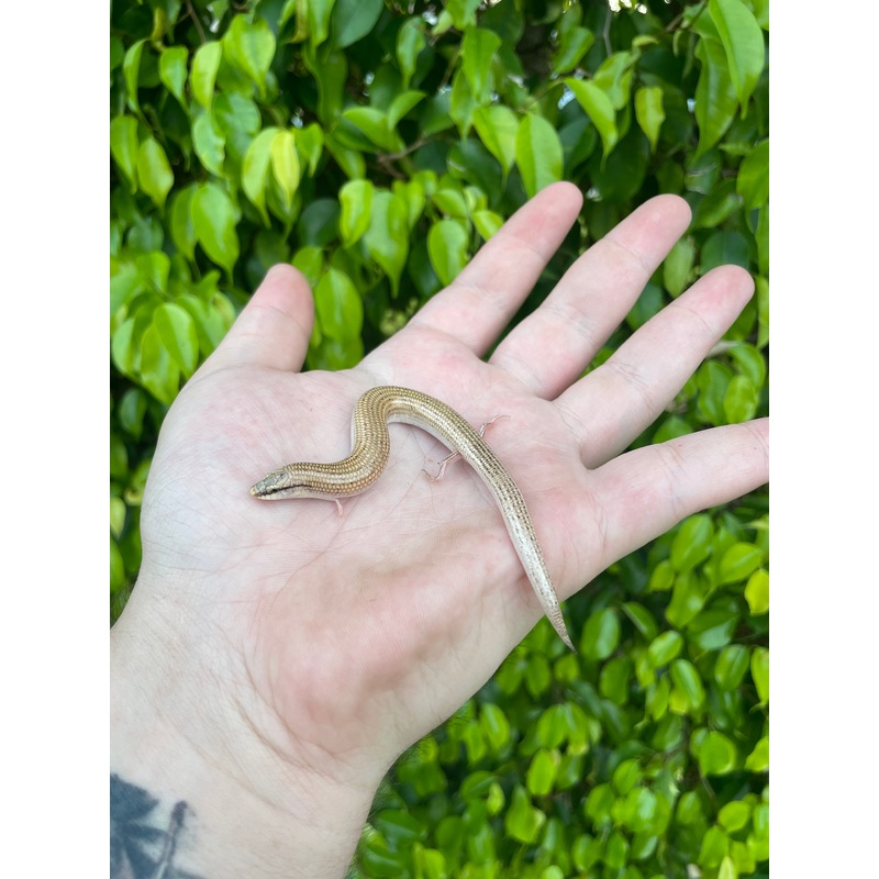 Egyptian Wedge Snouted Skink