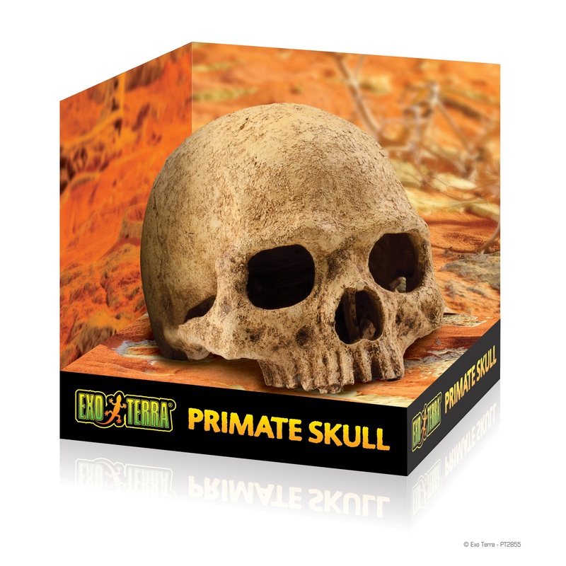 EXO TERRA Primate Skull Large