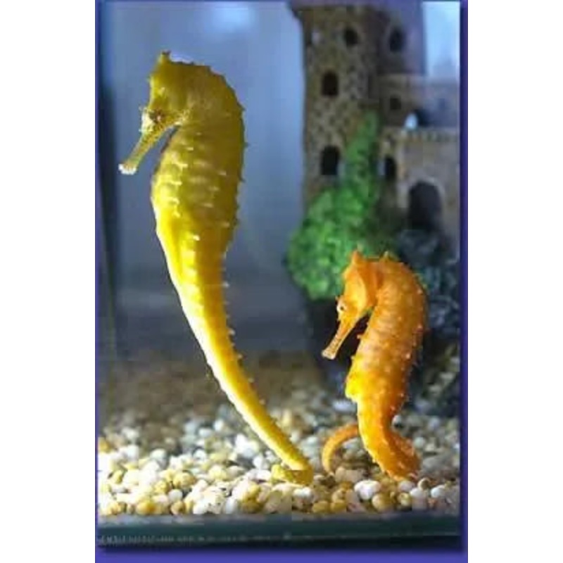 Hippocampus barbouri, Zebra-Nosed Seahorse)