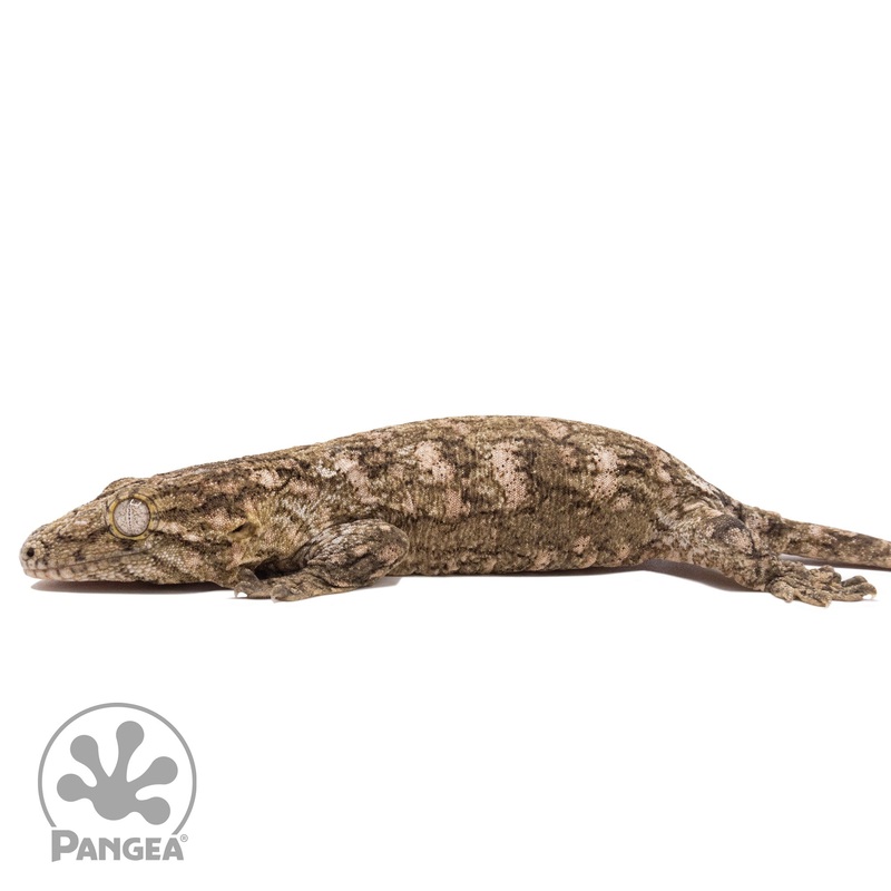 Juvenile Grand Terre Cross Rhacodactylus leachianus RL-034