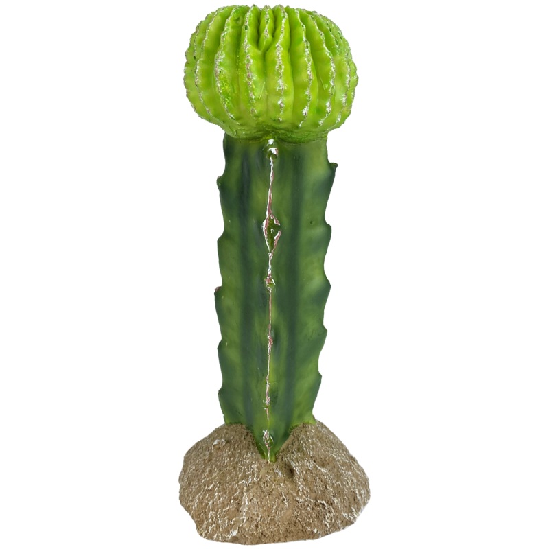 Komodo Moon Cactus 7″