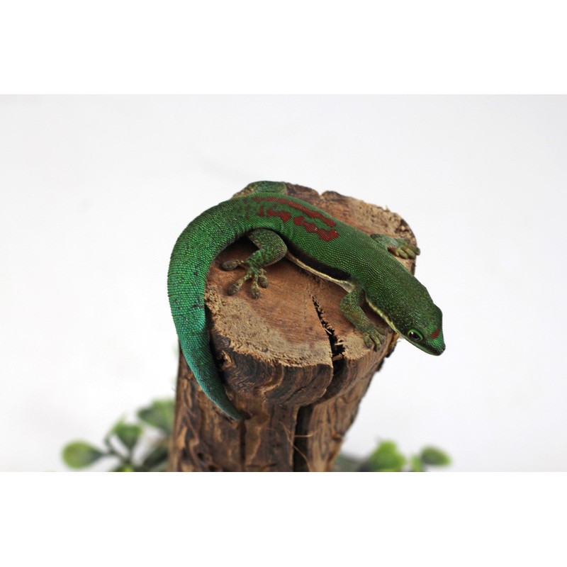 Lined Day Gecko