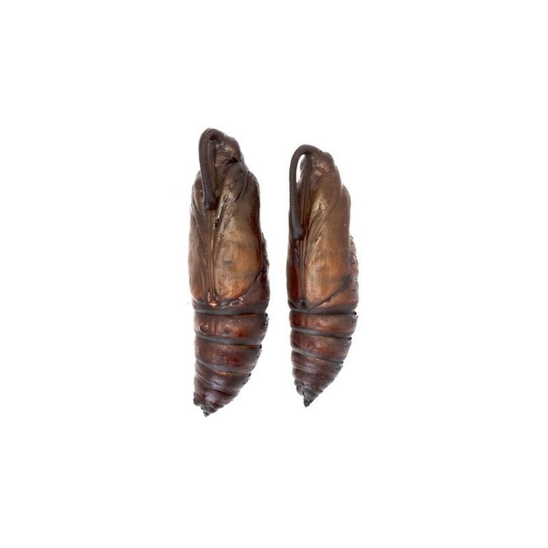 Live Hornworm Moth Pupa Sexed Pairs (Manduca sexta)