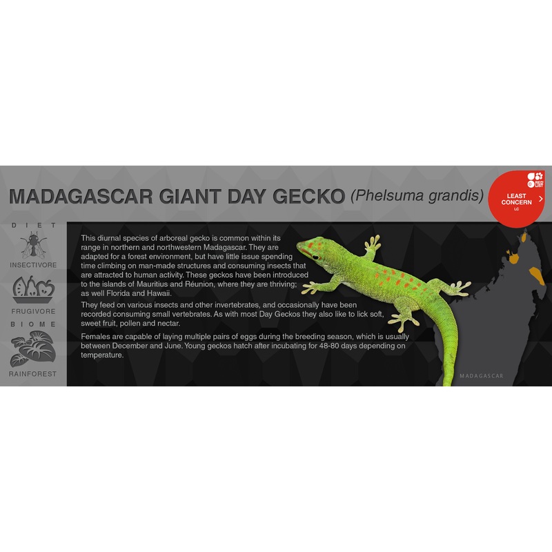 Madagascar Giant Day Gecko (Phelsuma grandis) – Black Series Vivarium Label Black
