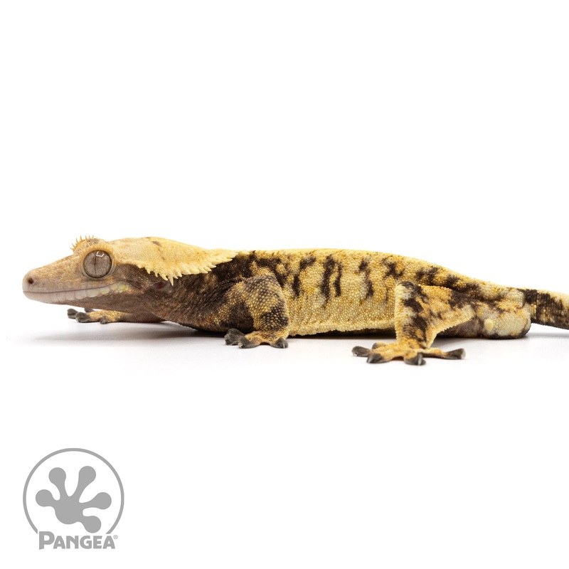 Male Extreme Harlequin Crested Gecko Cr-1991