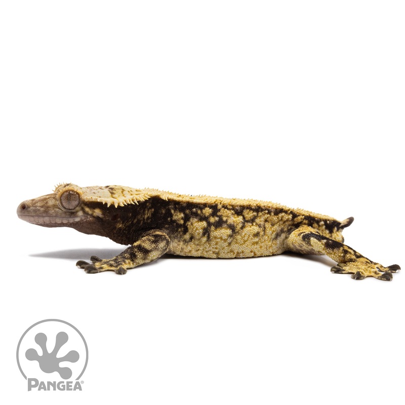 Male Extreme Harlequin Crested Gecko Cr-2682