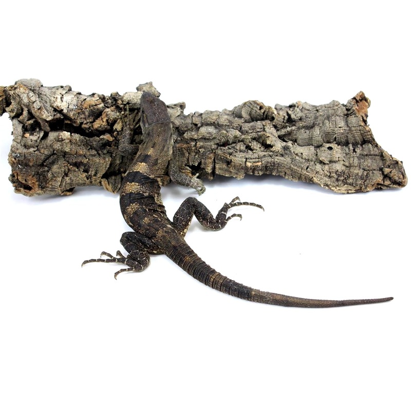 Mexican Spiny Tailed Iguana