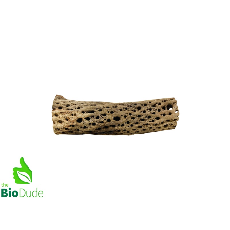 Natural Cholla Wood Small 6″