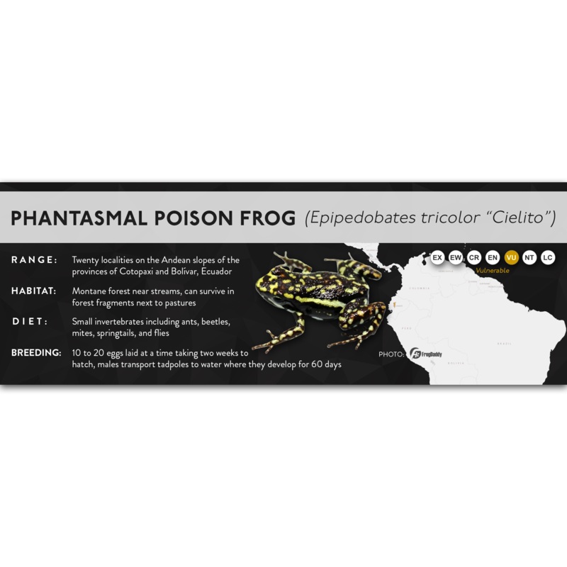 Phantasmal Poison Frog (Epipedobates tricolor) – X Label Cielito Laminated Paper