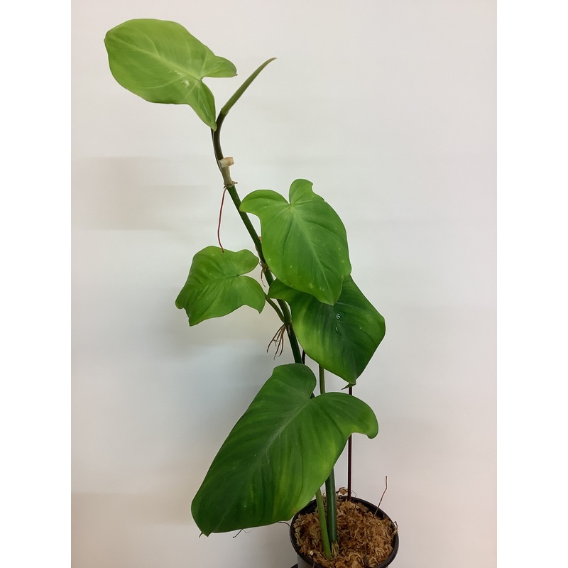 Philodendron Camposportoanum 4″ Pot