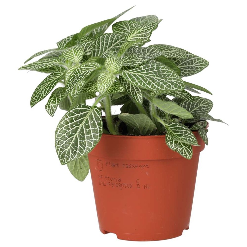 PR Live plant. Nerve Plant (Medium)