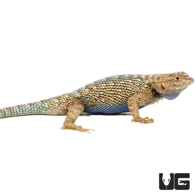 Western Fence Lizards For Sale