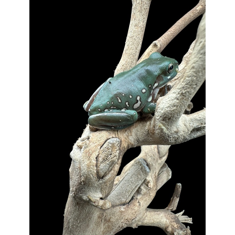 Whites Tree Frog (Snow Flake)