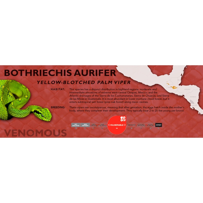 Yellow-Blotched Palm Viper (Bothriechis aurifer) Classic Vivarium Label Orignal