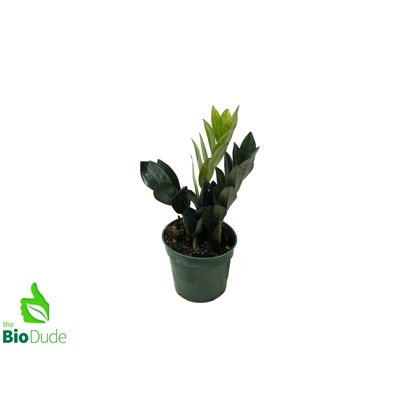 4″ Pot ZZ Oscura