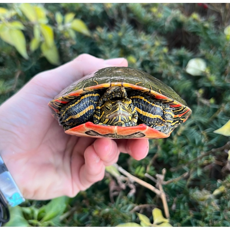 Adult Western Painted Turtle