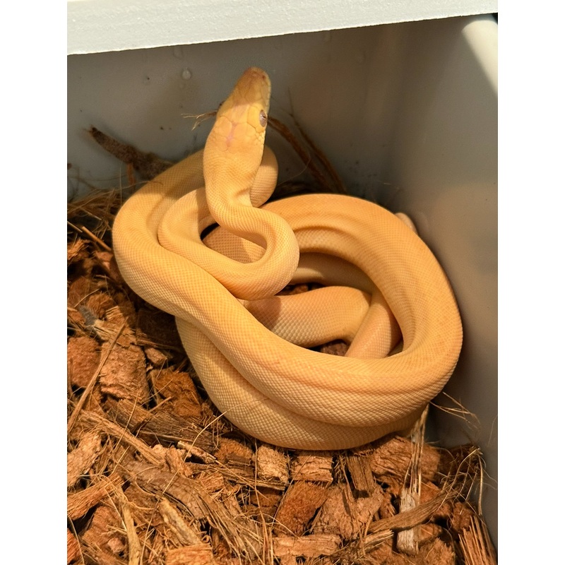 Albino olive python
