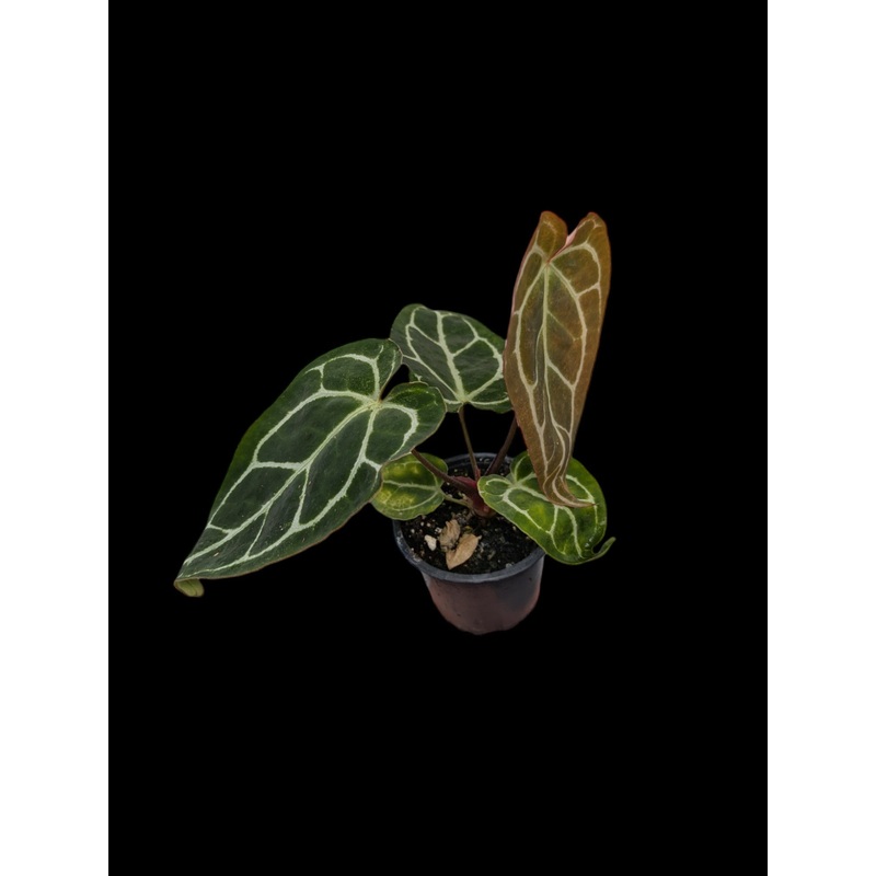 Anthurium Crystallinum Turtle 3.5″ Pot