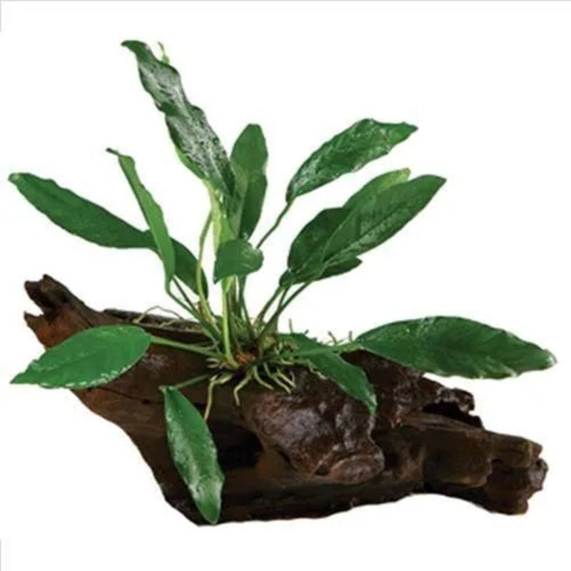 Anubias on Wood Live Plant on Driftwood Small