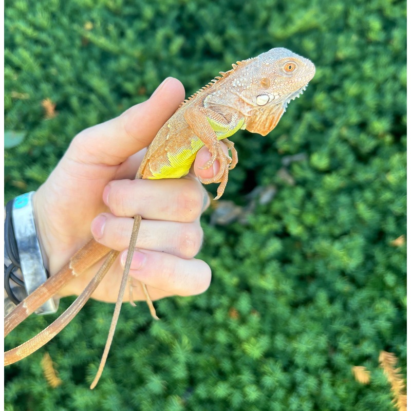 Baby Orange Sunbust Zero Green Iguana (1)