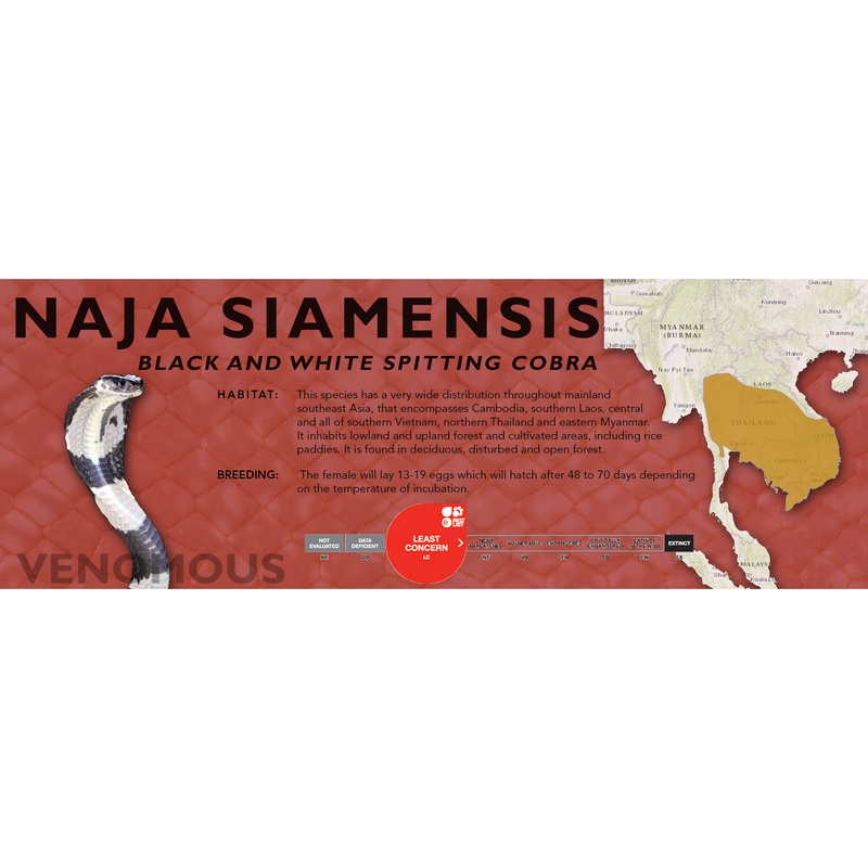 Black and White Spitting Cobra (Naja siamensis) Classic Vivarium Label Original