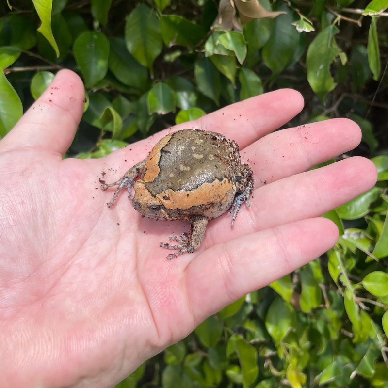 Chubby Frog