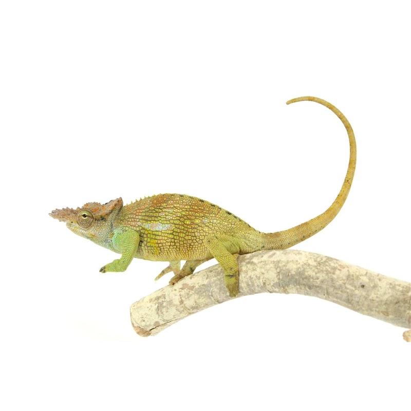 Dwarf Two Horned Chameleon