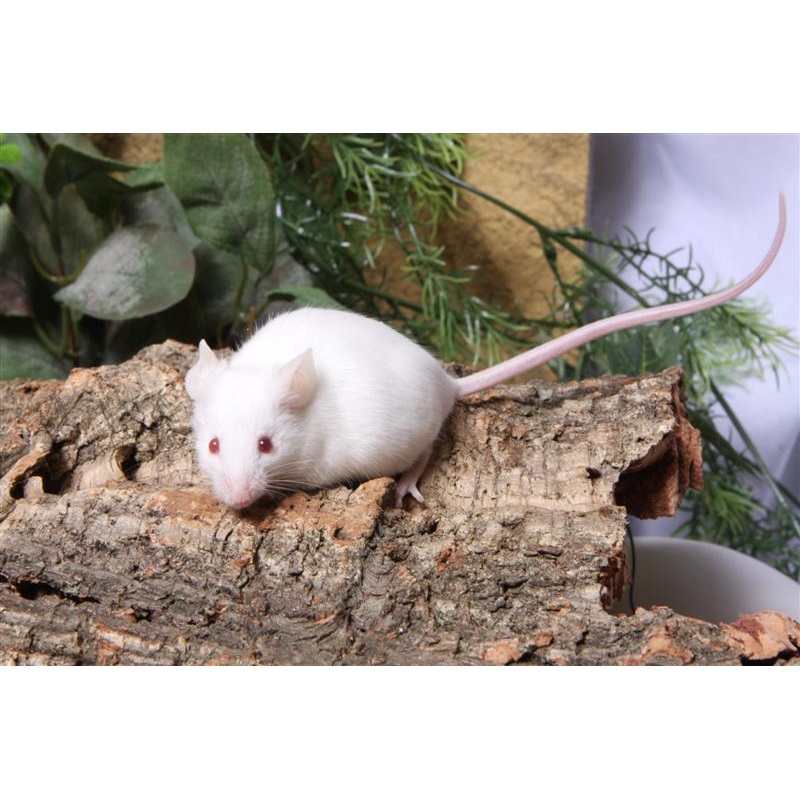 Frozen Mice Pinkie