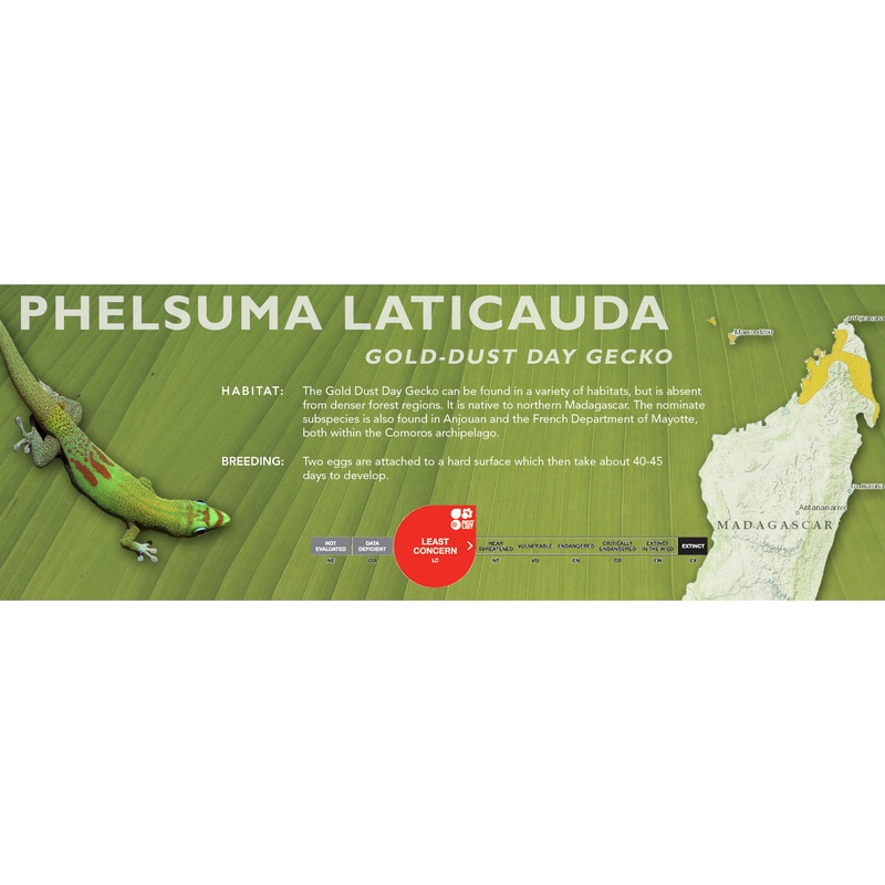 Gold-Dust Day Gecko (Phelsuma laticauda) Classic Vivarium Label Standard