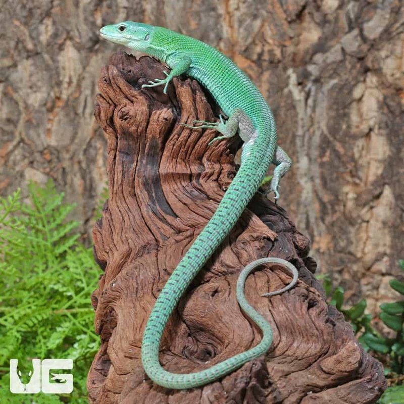 Green Keeled Bellied Lizards(Gastropholis prasina) For Sale