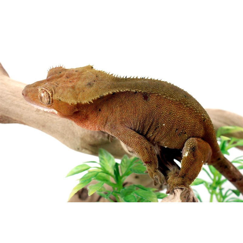 Inkblot Dalmatian Crested Gecko
