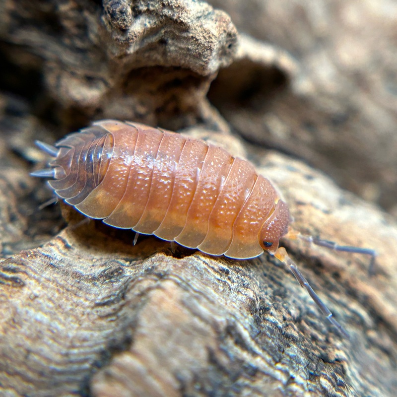 Porcellio scaber (lava)